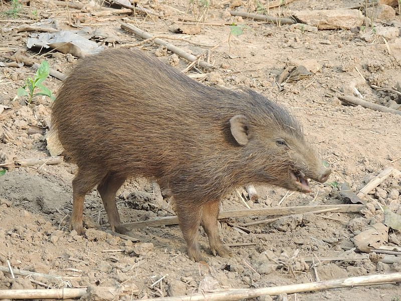  Lợn Pygmy - loài lợn nhỏ nhất thế giới có nguồn gốc từ đồng cỏ phù sa ở chân đồi của dãy Himalaya. Loài động vật này có đặc tính khá nhút nhát.