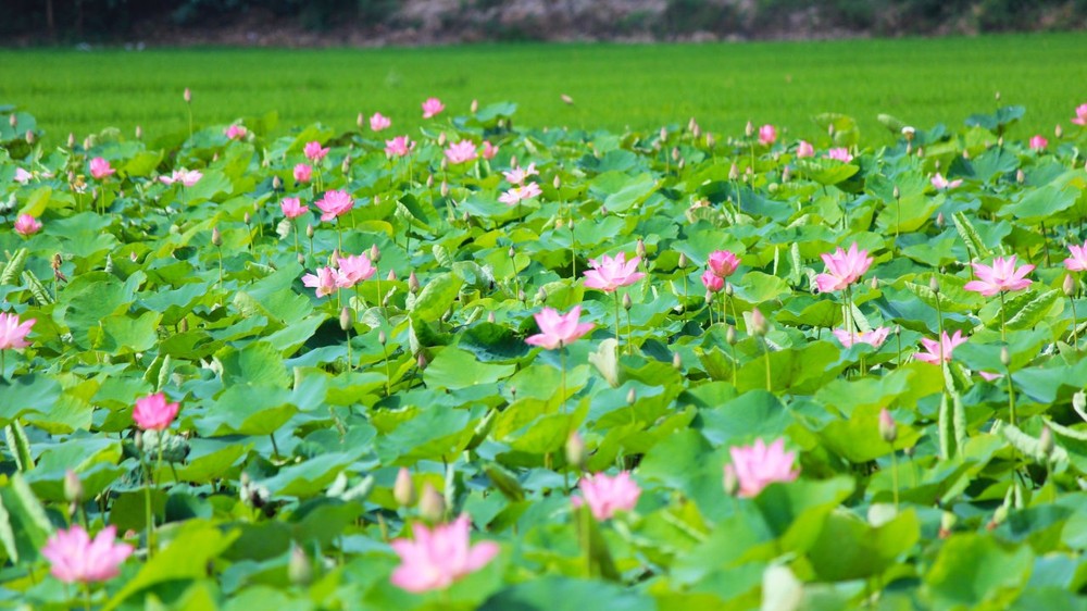 Du lịch Đồng Tháp mùa nào cũng đẹp, nhưng đẹp nhất vào mùa hè, khi sen nở rộ, bông này chen lấy bông kia vươn lên đón nắng. Ảnh: thamhiemmekong.