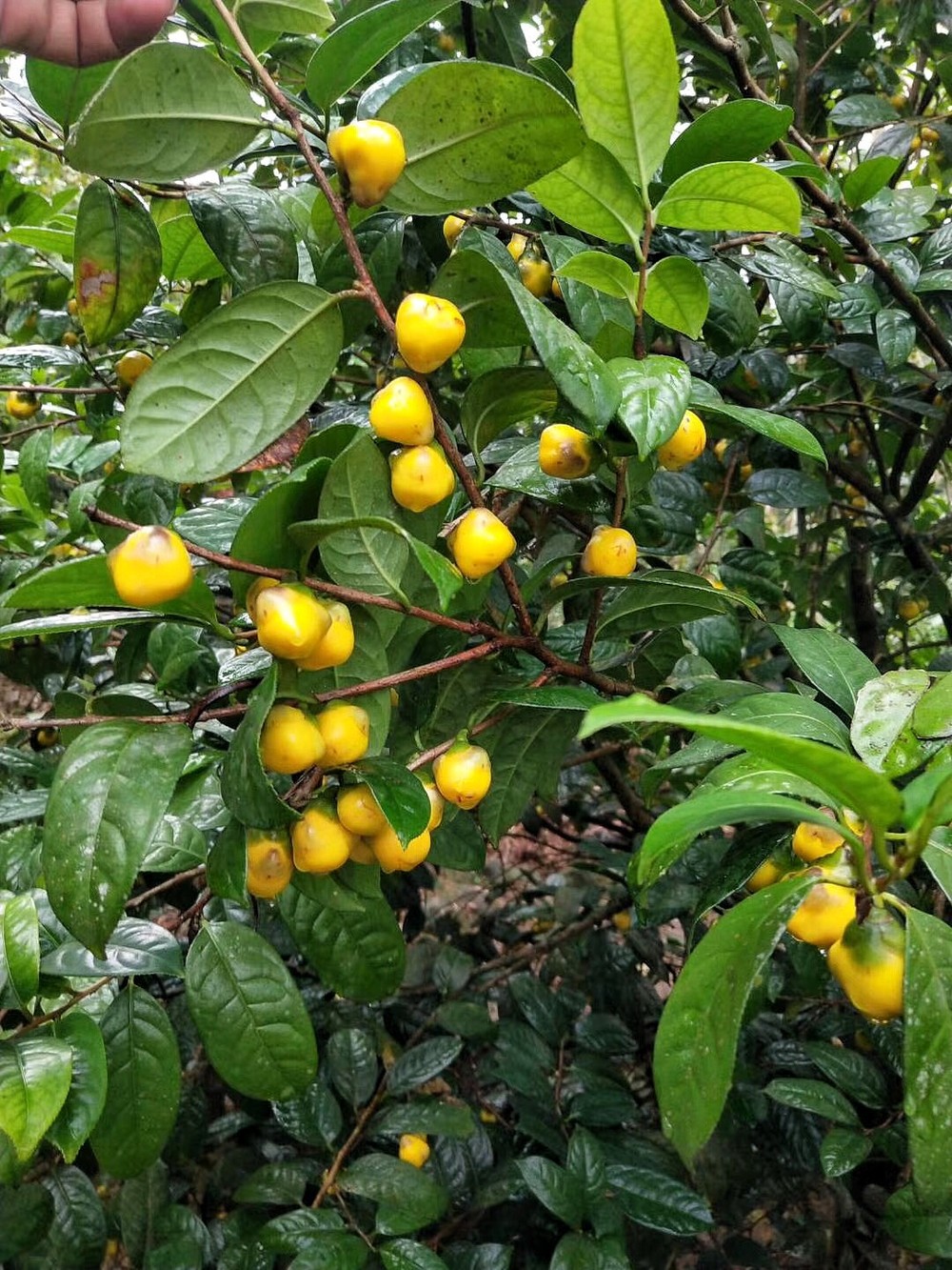   Trong các loại cây,  trà hoa vàng được xếp vào hàng cây quý hiếm, màu hoa vàng rực sáng lung linh như vàng như bạc. Lá trà và hoa trà là thảo mộc quý hiếm với hương thơm thanh khiết đặc biệt.