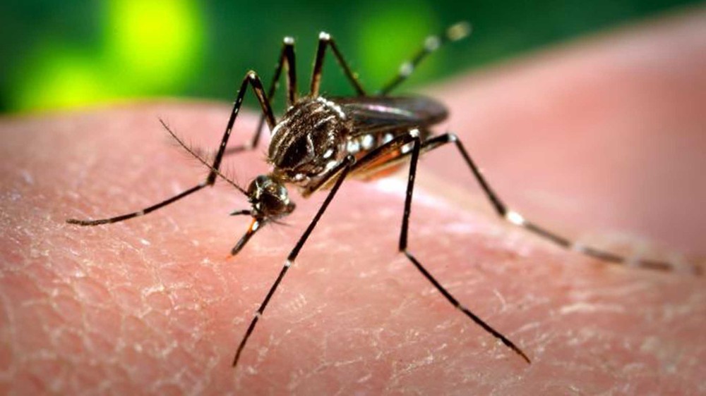 Hiện chưa có vaccine phòng bệnh và phương pháp điều trị cho người mắc  virus Zika ăn não người. Virus Zika đã lây lan đến gần 30 quốc gia và vùng lãnh thổ, chủ yếu ở khu vực Nam Mỹ. Mỹ, Canada và Pháp cũng có một số trường hợp nhiễm virus sau khi đi du lịch ở các khu vực có dịch.