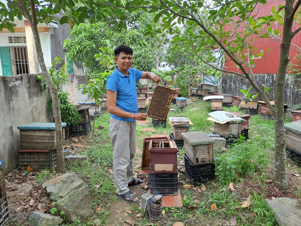 Cận cảnh đàn ong mang về hàng trăm triệu cho Giám đốc HTX