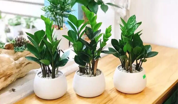    1. Cây cảnh: Kim tiền: Cây kim tiền có tên khoa học là Zamioculcas zamifollia, hay người ta còn gọi là cây kim phát tài, thuộc cây cảnh họ thiên nam tinh, là loại cây dễ chùm, sống lâu năm, xanh tốt.