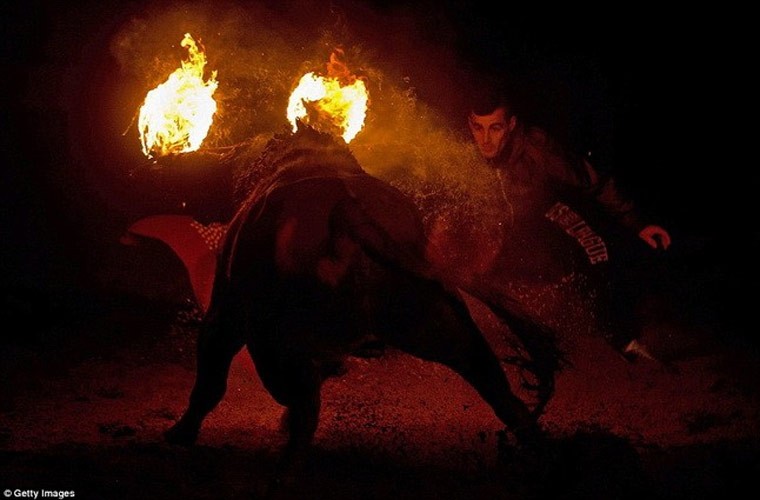 Lễ hội “Toro de Jubilo” là một trong những lễ hội văn hóa đặc trưng của ngôi làng Medinaceli ở đông bắc thủ đô Madrid, Tây Ban Nha.