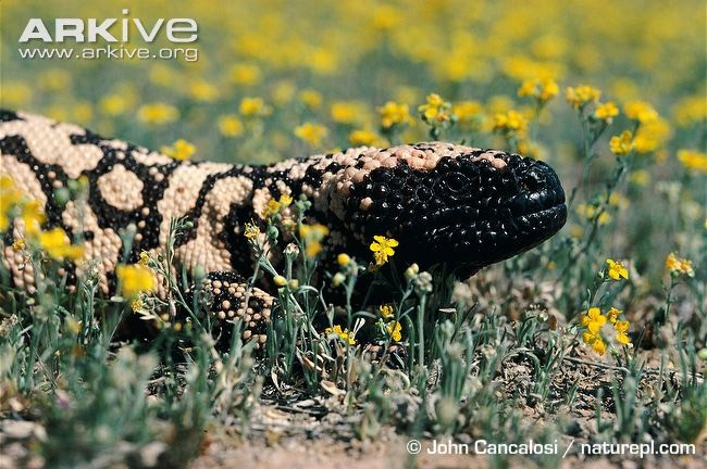 Quái vật Gila (tên khoa học Heloderma suspectum) là một trong 2 loài thằn lằn có nọc độc nguồn gốc tây nam Hoa Kỳ và tây bắc bang Sonora, Mexico. Nó là loài thằn lăn nặng nề di chuyển chậm, dài tới 60 cm.