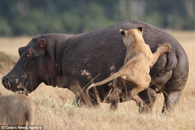 Một con hà mã ở khu bảo tồn quốc gia Masai Mara ở Kenya đã phải một thân một mình đối diện với 4 sư tử cái đang cơn đói.