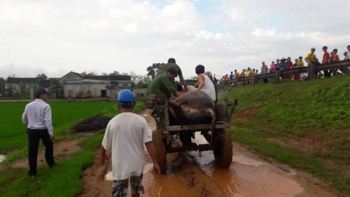 Một phụ nữ bị sét đánh tử vong khi đi chăn trâu