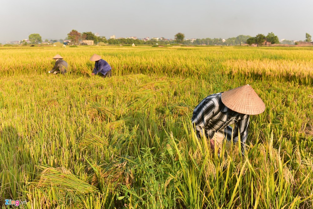 Chiều 4/6, cái nóng tại Hà Nội lên đến 41 độ C. Ở những nơi không có bóng râm, nhiệt độ có thể lên đến gần 50 độ C. Tuy vậy, những người nông dân ở huyện Quốc Oai (Hà Nội) vẫn phải ra đồng gặt lúa. Bởi nếu không, chỉ 2 ngày nữa, khi cơn mưa rào đổ xuống, lúa sẽ bị rụng và đổ rạp.