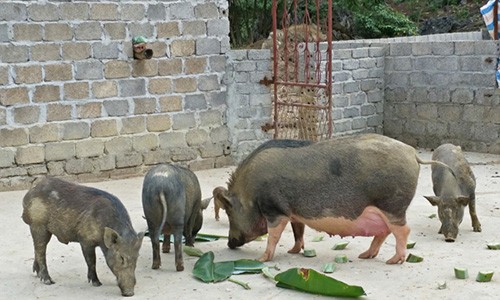 Vua lợn rừng tiết lộ “tuyệt chiêu” kiếm trăm triệu mỗi năm