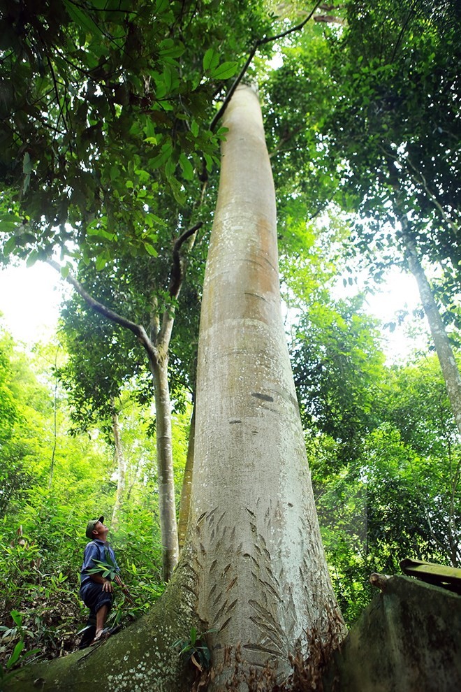 Thông qua cây Thần “Mạy Noọng” và lễ hội xên bản, xên mường, người dân bản đã xem cả khu rừng phía sau bản làng là khu rừng cấm, rừng thiêng bảo vệ cho bản mường luôn mát lành với những mó nước tuôn trào, cung cấp cho con người bao nhiều sản vật quý, không ai được phép chặt phá và khai thác rừng. Đường kính thân  cây tổ ong khổng lồ gần 2m, phải 4-5 người ôm mới hết. (Ảnh: Phan Tuấn Anh/TTXVN)