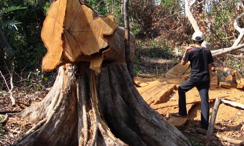 Lâm tặc ngang nhiên đến nhà đe dọa kiểm lâm