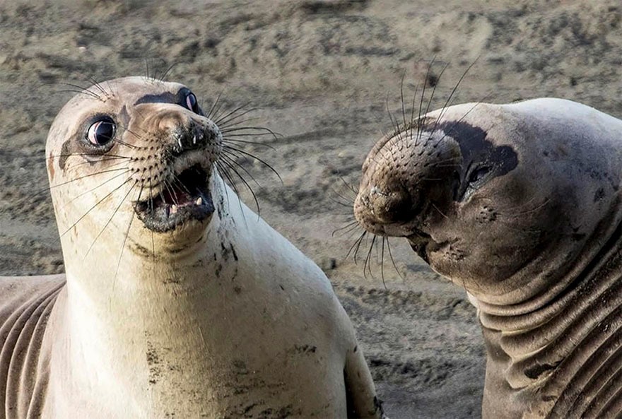 Trang Bored Panda mới đây chia sẻ một số  khoảnh khắc hài hước trong cuộc thi Comedy Wildlife Photography Awards 2017. Ảnh: George Cathcart.