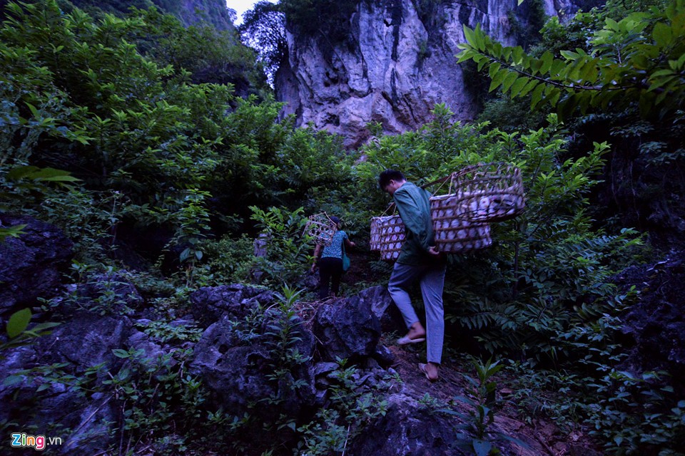 Vào mùa na, mỗi ngày từ 4h sáng, chị Triệu Thị Hạnh cùng chồng mang quang gánh lên núi để hái 500 gốc na. Do đã quen với địa hình nên chị chỉ mất khoảng 20 phút để đến nơi.