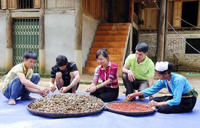 Đầu tháng 9, bà con người Mường ở xã Chí Đạo, huyện Lạc Sơn, Hòa Bình bắt đầu  thu hoạch dổi.