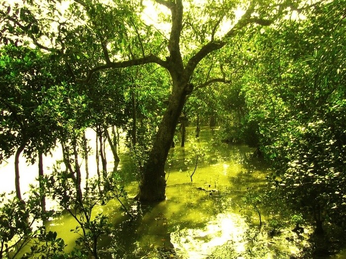 Rừng Sunderbans Sunderbans là một trong những khu rừng ngập mặn lớn nhất thế giới. Nơi đây được công nhận là Di sản thiên nhiên Thế giới vào năm 1997. Nằm trong vùng đồng bằng rộng lớn ven vịnh Bengal, Sunderbans là nơi sinh sống của loài hổ Bengal cũng như các loài động vật quý hiếm như các loài chim, cá sấu, hươu và trăn. Sundarban cũng được xem là hàng rào bảo vệ cho người dân trước lũ lụt và các cơn bão nhiệt đới. Tới đây, du khách không chỉ tận hưởng vẻ đẹp rực rỡ của rừng ngập mặn mà còn lưu lại những tấm ảnh tuyệt đẹp về các loài động vật hoang dã.