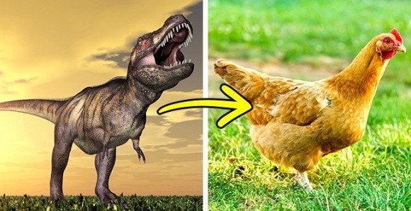 Khủng long bạo chúa Tyrannosaurus Rex (T-rex) chính là tổ tiên xa xưa của loài gà.