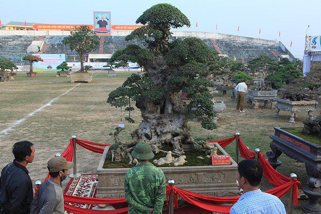 Tác phẩm “Lão mai đại thọ” của nhà vườn Lại Đức Hòa (ở Văn Giang, Hưng Yên) đang được trưng bày tại một Hội chợ sinh vật cảnh Thủ đô, thu hút khá đông sự chú ý của khách tham quan. Theo chủ nhân,  cây duối cổ này khoảng 1.000 năm tuổi, đã có nhiều người ngỏ ý mua nhưng ông chưa bán vì muốn đưa cây đi “chơi” tại các triển lãm, để giới chơi cây, du khách chiêm ngưỡng.