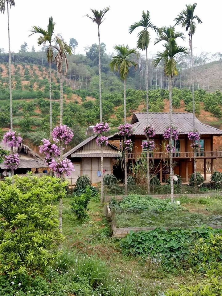 Anh Hoàng Văn Đồng cho biết, anh  ghép lan trên cây cau từ hơn chục năm nay. Khi cây cau cao quá đầu người, tầm khoảng 1,8m – 2m, anh Đồng tiến hành ghép lan trên cây cau. Đến nay, anh Đồng có 13 cây cau được ghép hoa lan. Trên mỗi cây có 2 bụi phong lan đang độ nở, trông xa như những quả cầu hoa tím.