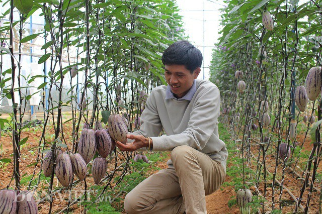 Anh Nguyễn Định bên luống  dưa pepino tím, được biết anh Định nhập cây giống của một đối tác người Thái Lan, loại cây này rất khó chăm sóc cả về kỹ thuật và khí hậu. "Tại Thái Lan họ chỉ có giống dưa tím nhưng lại không có dưa vàng vì vậy chúng tôi đã trao đổi qua lại để nhân rộng loại giống dưa độc đáo này", anh Định chia sẻ. Ảnh: Văn Long.