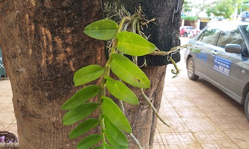 Theo chân thợ săn lan rừng: Có khi đánh cược cả mạng sống