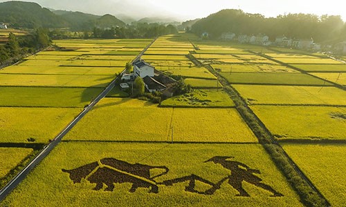 Trung Quốc nghiên cứu thành công “lúa biển”