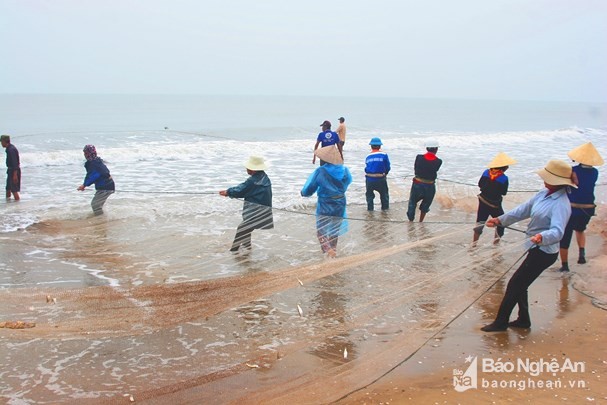 Những ngày này, dọc bãi biển phường Quỳnh Phương, liên tiếp những mẻ lưới rùng được ngư dân kéo lên bờ mắc đầy cá. Chuyến thả lưới này, ngư dân bội thu cá ngảng. Ảnh: Việt Hùng