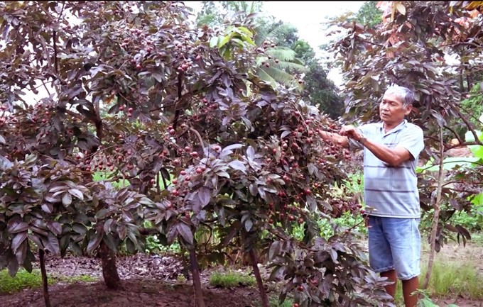 Chủ nhân của giống  nhãn tím có một không hai này là ông Trần Văn Huy (ngụ xã Phong Nẫm, huyện Kế Sách, tỉnh Sóc Trăng). Màu sắc bắt mắt cùng mùi vị thơm ngon, loại nhãn tím với màu sắc độc lạ của lão nông này luôn thu hút được sự hiếu kỳ của mọi người xung quanh. Theo ông Huy, vào năm 2004, trong một lần làm vườn ông vô tình phát hiện một nhánh to bằng ngón tay út có lá màu tím trên cây long nhãn. Thấy lạ, lão nông này đã tìm cách nhân giống loại nhãn này và gọi là nhãn tím.