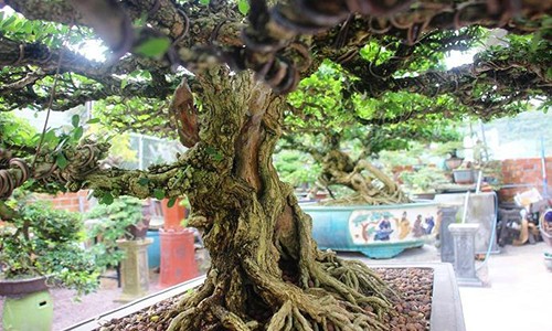 Bonsai cổ thụ dáng cực lạ giá cả trăm triệu ngóng "đại gia" dịp Tết