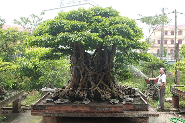 Tác phẩm sanh cổ, quý hiếm có tên “Ngũ phúc lâm môn” của ông Phạm Lân (Thanh Trì, Hà Nội) được coi là cây sanh hiếm có khó tìm bởi cây hội tụ đủ 4 yếu tố cổ - kỳ - mỹ - văn. Chủ nhân của tác phẩm cho biết, đây là cây bonsai đại có tuổi đời khoảng 500 năm, chiều cao 2,45m, dài 1,7m, ngang 1,5m. Thân (vách) hoàn toàn tự nhiên thành một khối, đặc biệt bộ rễ lan tỏa xung quanh rất vững trãi.