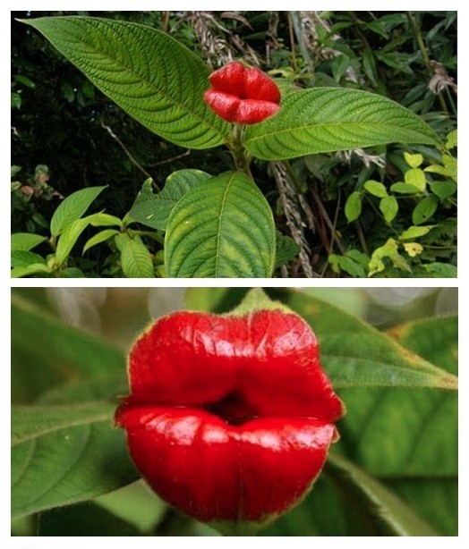 Hoa đôi môi "gái gọi" Giống hoa Hooker’s Lips, (tên gọi khác là Psychotria elata) được gọi là Lips (đôi môi) bởi sắc màu đỏ tươi của chúng và hình dáng trông giống một đôi môi mọng nước. Chúng được ca tụng là loài cây đáng hôn nhất thế giới. Hoa Đôi môi gái gọi phát triển trong các khu rừng mưa của miền Trung và Nam Mỹ. Màu sắc sặc sỡ của loài hoa này khiến con người dễ nhận biết từ khoảng cách xa.