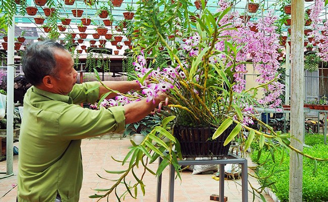 Đó là vườn phong lan của ông Nguyễn Văn Bình ở phường Đông Ngạc (Bắc Từ Liêm - Hà Nội).