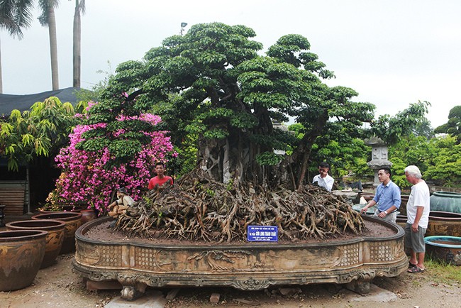 Gần đây giới chơi cây lại rộ lên một số tác phẩm cây cảnh nghệ thuật được chủ nhân hô giá 5 tỷ, 8 tỷ, 10 tỷ, thậm chí hơn 20 tỷ đồng. Nhiều người phải giật mình về giá của một số cây cảnh ở Việt Nam còn đắt hơn cả siêu xe ngoại, đắt ngang cả cổ vật. Những người am hiểu về cây cảnh nói rằng mức giá này không quá cao nếu nó thực sự có niên đại và mang những giá trị văn hóa lịch sử lâu đời.