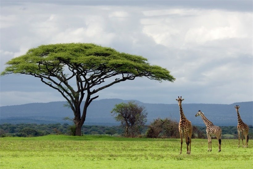 Công viên Quốc gia Serengeti của Tanzania, nơi lý tưởng để phiêu lưu tại châu Phi.