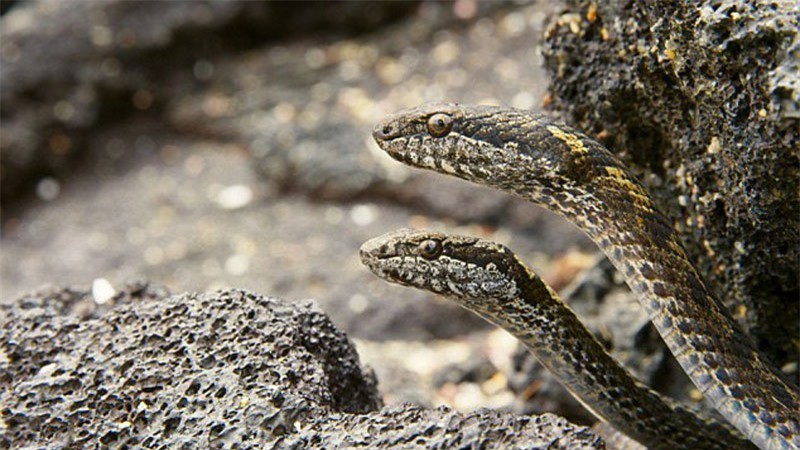 Không ít người xem phải nổi da gà khi chứng kiến bầy rắn quy tụ ở quần đảo Galapagos (Ecuador) khi phát hiện con mồi.