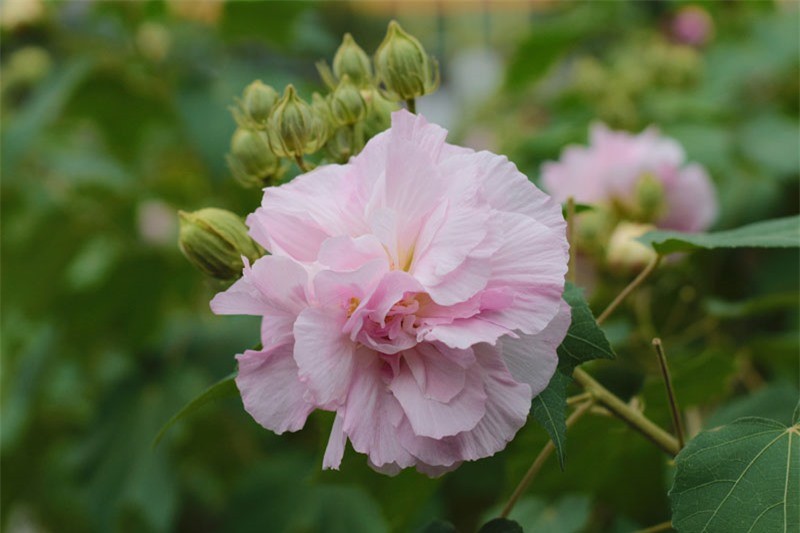 Hoa phù dung có tên khoa học là Hibiscus mutabilis.