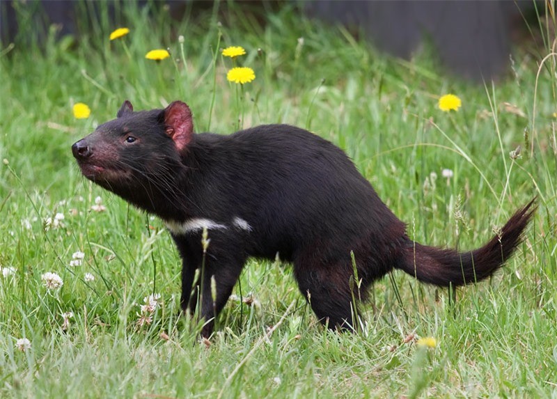 Quỷ Tasmania có danh pháp khoa học Sarcophilus harrisii, là một loài thú có túi, ăn thịt thuộc họ Dasyuridae, sinh sống chủ yếu ở đảo Tasmania (Australia). Vào năm 1936, chúng đã trở thành loài thú có túi ăn thịt lớn nhất thế giới sau khi loài chó sói Tasmania bị tuyệt chủng.