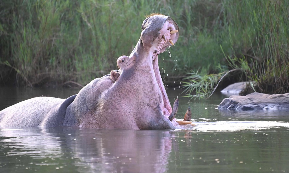 Một con hà mã đang ngáp ở Zimbabwe. Hà mã là loài vật hung hãn, là nguyên nhân khiến khoảng 500 người thiệt mạng mỗi năm ở châu Phi, theo BBC. Ảnh: REX.