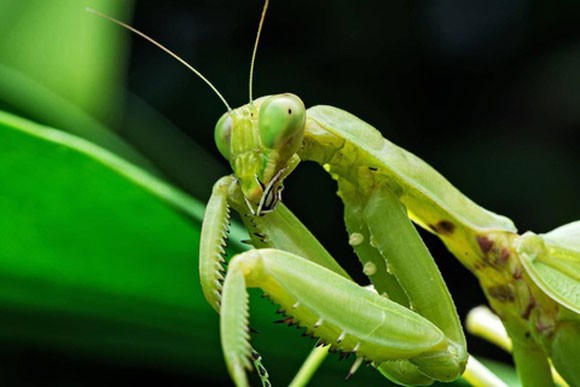 Bọ ngựa (tên khoa học Mantodea) là một nhóm sinh vật lớn trong thế giới côn trùng. Chúng có khoảng 2.200 loài thuộc 9 họ. Trong 9 họ, Mantidae là họ lớn mạnh và có nhiều loài nhất. 