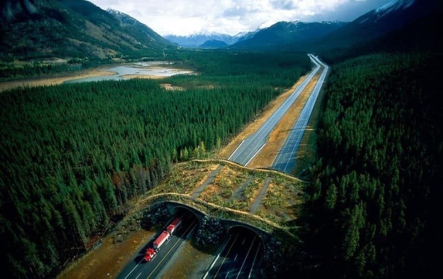 Công viên quốc gia Banff ở Alberta, Canada có 24 cầu vượt xanh được xây dựng trên đường cao tốc giúp loài động vật vượt đường an toàn.