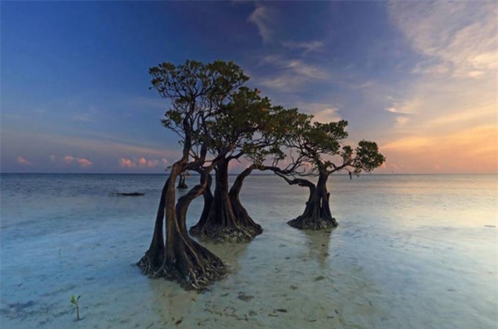 Bãi biển Walakiri ở đảo Sumba, Indonesia nổi tiếng với làn nước trong veo, bãi cát trắng tuyệt đẹp. Thế nhưng, đây không phải là tất cả những điểm hấp dẫn của nó, bởi thiên đường nhỏ bé này khiến người ta đổ xô tới bởi những cái cây đặc biệt. 