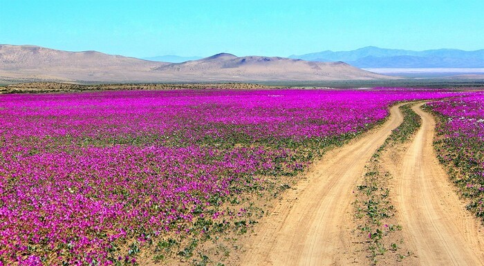 Vùng đất Atacama nằm ở phía Bắc của đất nước Chile, khu vực được cơ quan Hàng không Vũ trụ Mỹ (NASA) xếp là một trong những nơi khô cằn bậc nhất trên Trái Đất bất ngờ nở rộ hoa.