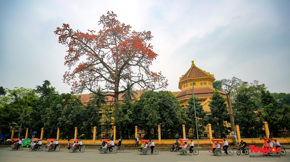 Mỗi dịp tháng Ba hay đầu tháng Tư,  cây gạo cổ thụ trong khuôn viên bảo tàng Lịch sử Quốc gia lại rực rỡ sắc đỏ.