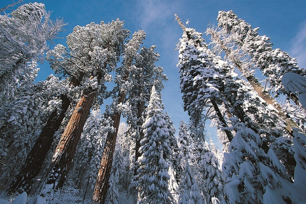 Sequoia National Park, ở phía nam Sierra Nevada, bang California, Mỹ, được mệnh danh là "vùng đất của người khổng lồ". Bên trong công viên là những cây sequoia có thể sống hơn 3.000 năm và cao trung bình từ 60-90 m, tương đương tòa nhà 26 tầng. Khi đến nơi, bạn sẽ có cảm giác như lạc trong xứ cổ tích. Mùa đông, cả khu rừng lớn khoác lên mình lớp áo tuyết trắng càng khiến khung cảnh thêm huyền ảo, thơ mộng. Ảnh: USA Today.