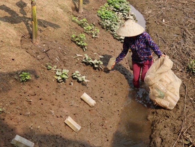 Cáy sống chủ yếu ở các bờ ruộng, bờ sông, bờ kênh mương, nắng càng to thì cáy bò ra đi tìm thức ăn càng nhiều.