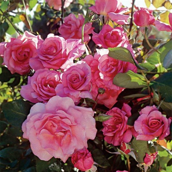  Hoa hồng leo - Climbing Roses:  Hoa hồng leo có nguồn gốc từ châu Âu, tên là hoa hồng leo nhưng thực sự thì không phải như dây leo, thân mềm và thường được gắn vào tường, hàng rào trang trí. Hoa hồng leo có nhiều màu sắc khác nhau như: Đỏ, trắng, hồng, tím và nở hoa vào tháng 4 và tháng 5. 