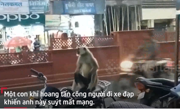 Video: Khỉ hoang tấn công, người đi xe đạp suýt mất mạng