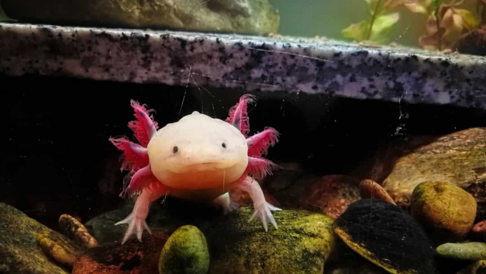 Axolotl ( kỳ giông Mexico) không chỉ có khả năng tái mọc các chi và đuôi, mà còn có thể tái phục hồi cả trái tim và bộ não của chúng..