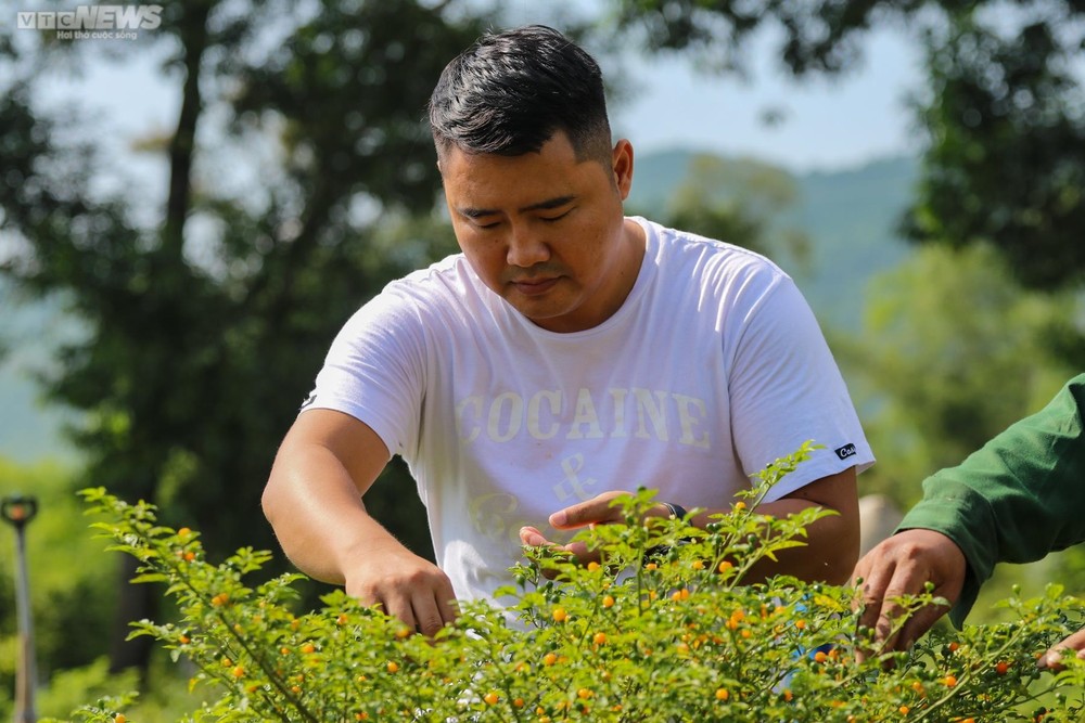 Trong một lần tình cờ, anh Lê Sỹ Tân (SN 1982, xã Thiên Lộc, huyện Can Lộc, Hà Tĩnh) bén duyên với trái  ớt Aji Charapita (hay còn gọi là ớt Peru), thường được trồng ở vùng núi hoang sơ đất nước Peru.