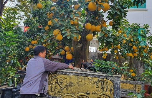 Cây bưởi hơn 50 năm tuổi, khách thuê 80 triệu chủ vườn chưa đồng ý