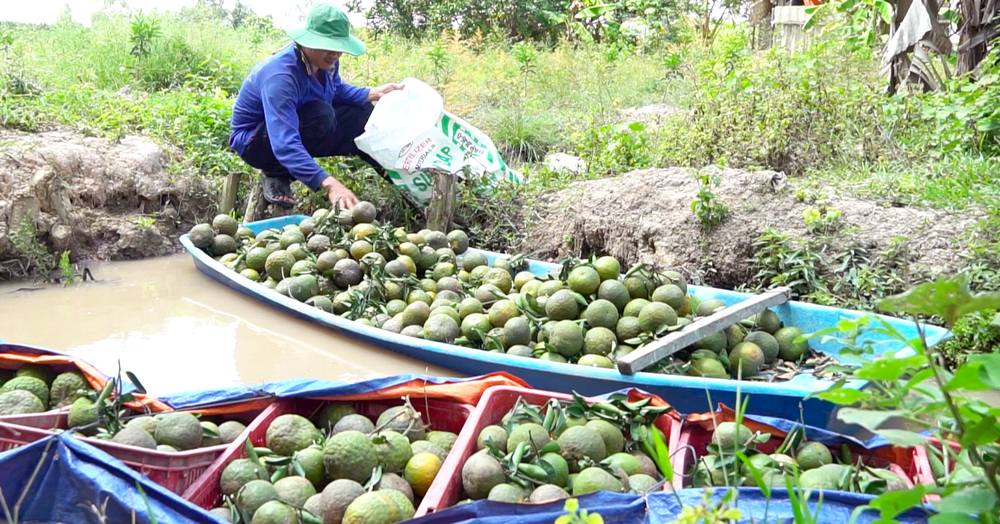 80.000 tấn cam sành Vĩnh Long cần tiêu thụ