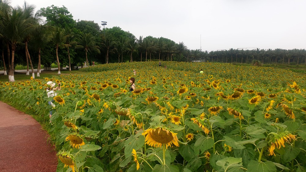  Đồi hoa hướng dương với hàng nghìn bông đang nở rộ nằm trong Khu Đô thị EcoPark (Văn Giang, Hưng Yên) chỉ cách trung tâm TP Hà Nội khoảng 14km, mất từ 30 -40 phút đi xe. Đây là khu vực trồng hoa được khu đô thị Ecopark tạo dựng cách đây 4 năm để phục vụ người dân sinh sống tại khu đô thị và khách tham quan. Ảnh: Hàng nghìn bông hoa hướng dương đang nở rộ trên khu đồi rộng tới 3.000 m2.